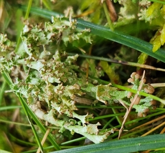 Cladonia gracilis