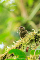 Cranioleuca erythrops