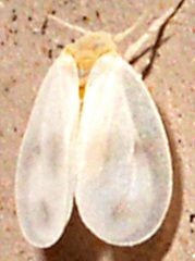 Aleyrodes proletella