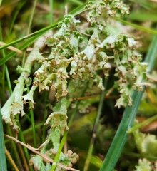 Cladonia gracilis
