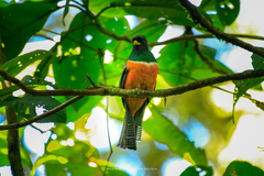 Trogon collaris