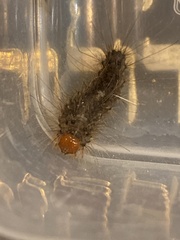 Erebidae