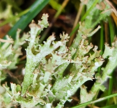 Cladonia gracilis