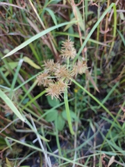 Cyperus odoratus
