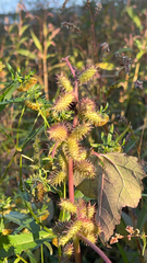 Xanthium strumarium