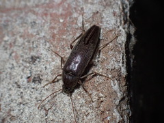 Synchroa punctata