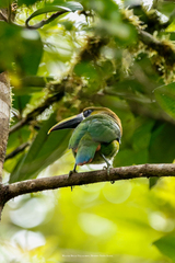 Aulacorhynchus prasinus