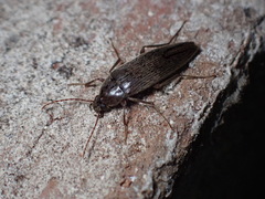 Synchroa punctata