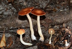 Crepidotus thermophilus