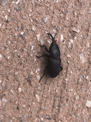 Scyphophorus acupunctatus