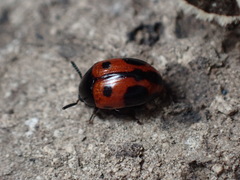 Diaperis maculata