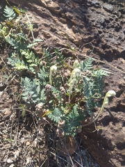 Cheilanthes eckloniana