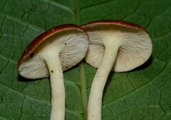 Crepidotus thermophilus