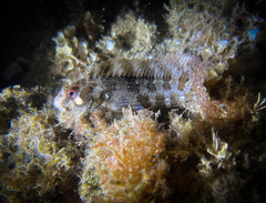 Parablennius gattorugine