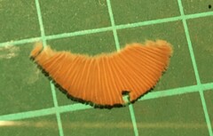 Simocybe sumptuosa