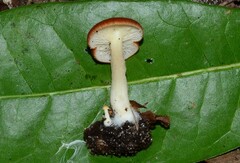 Crepidotus thermophilus
