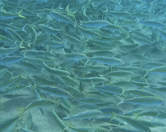 Mulloidichthys flavolineatus