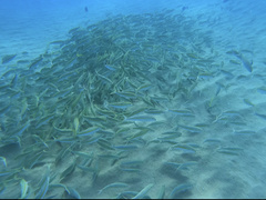 Mulloidichthys flavolineatus