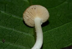 Crepidotus thermophilus