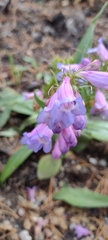 Penstemon strictus