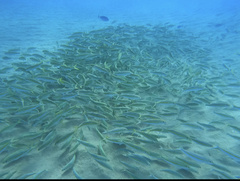 Mulloidichthys flavolineatus