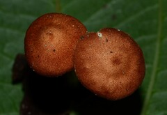 Crepidotus thermophilus