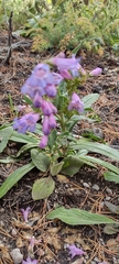 Penstemon strictus