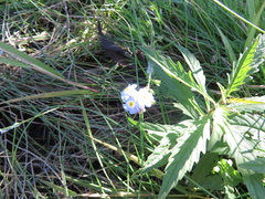 Myosotis laxa
