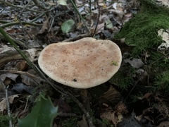 Polyporus tuberaster