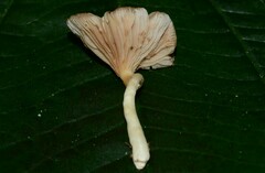 Crepidotus thermophilus