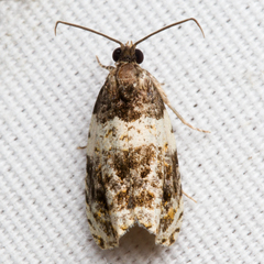 Olethreutes fasciatana