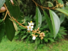 Miconia xalapensis
