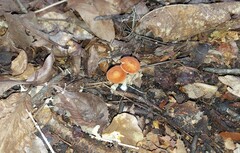 Crepidotus thermophilus