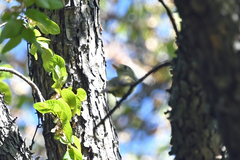 Empidonax flaviventris