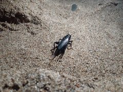 Gryllus