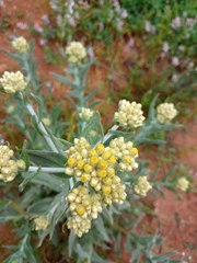 Pseudognaphalium stramineum
