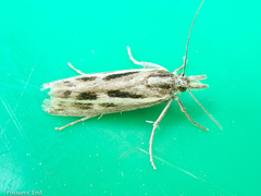 Orocrambus corruptus