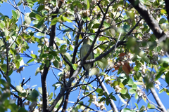 Empidonax flaviventris