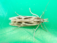 Orocrambus corruptus