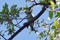 Empidonax flaviventris