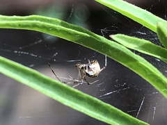 Latrodectus geometricus