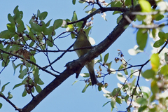 Empidonax flaviventris