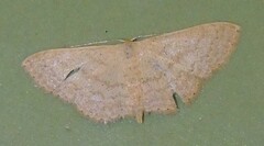 Scopula