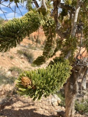 Pinus longaeva