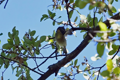Empidonax flaviventris