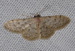 Idaea blaesii