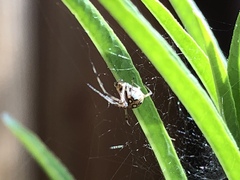 Latrodectus geometricus