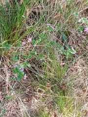 Lantana megapotamica
