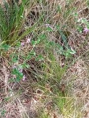 Lantana megapotamica