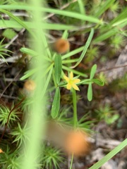 Hypericum canadense